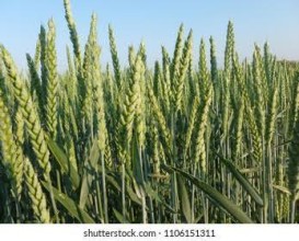 असामयिक वर्षाले कञ्चनपुरमा गहुँबालीमा क्षति, उत्पादन घट्ने चिन्ता