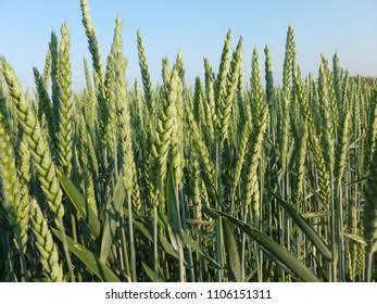 असामयिक वर्षाले कञ्चनपुरमा गहुँबालीमा क्षति, उत्पादन घट्ने चिन्ता